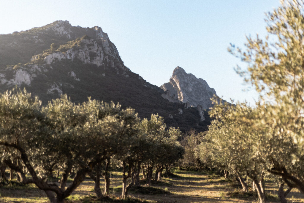 Séance photo couple dans les oliviers en Provence — lumière dorée 